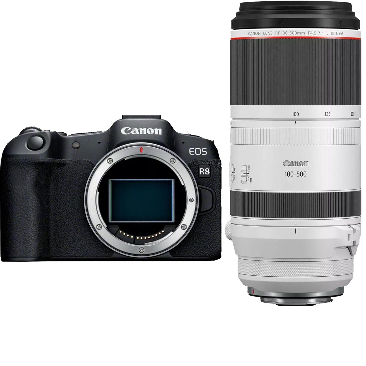 Canon EOS R8 + Canon RF 100-500 mm 1:4.5-7.1 L IS USM