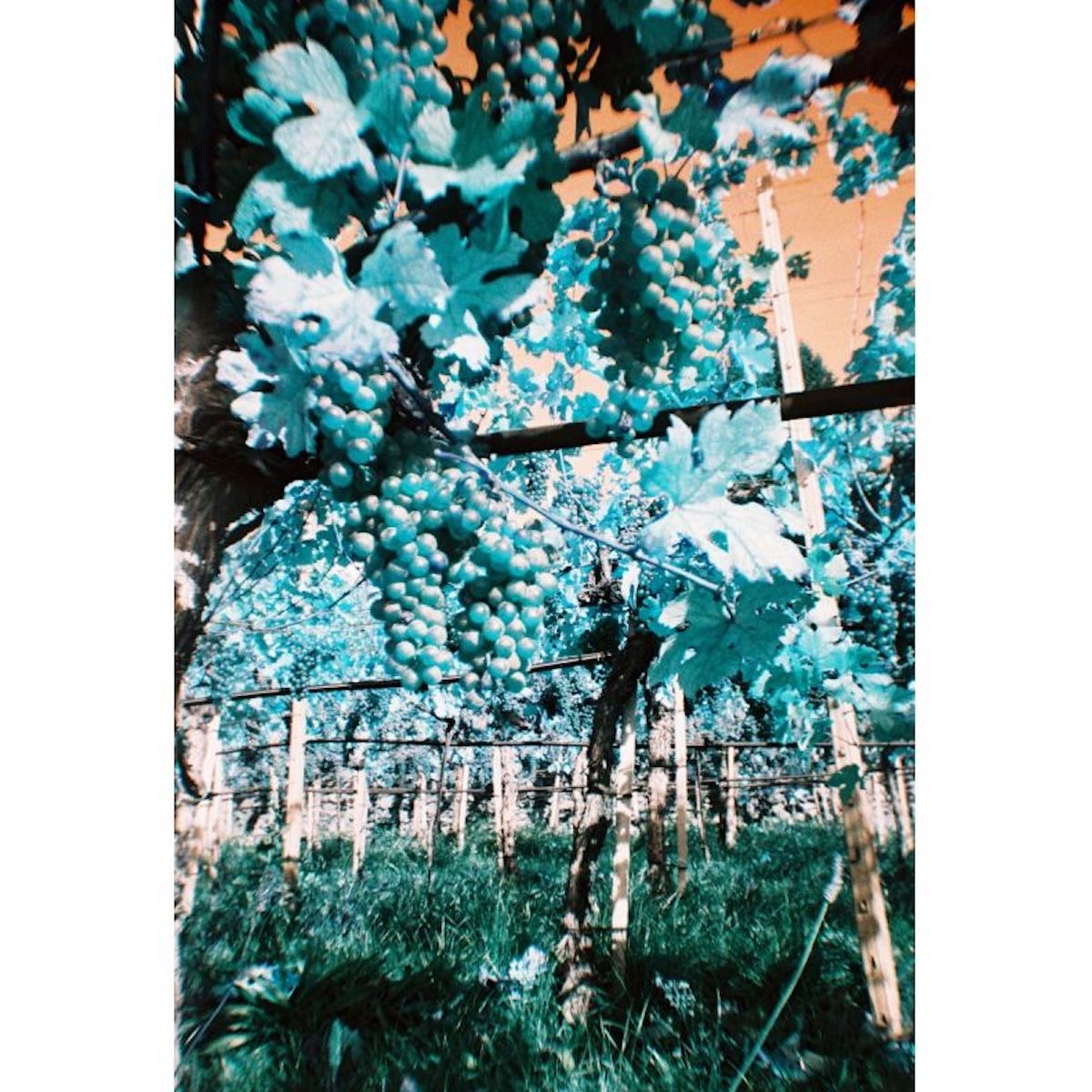 Lomography Simple Use Reloadable Filmkamera LomoChrome Turquoise